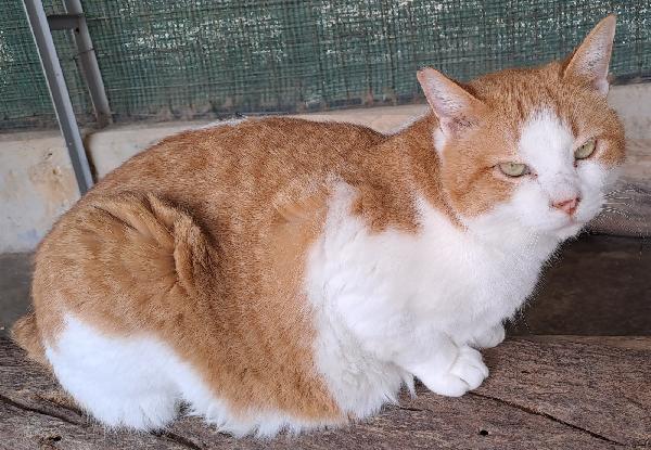 Kiwi, Una famiglia per un bel musetto Foto 3